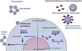 Antibacterial and Antiviral Functional Materials: Chemistry and Biological  Activity toward Tackling COVID-19-like Pandemics | ACS Pharmacology &  Translational Science