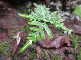 Image result for Aleuritopteris welwitschii