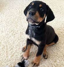 Rottweiler And Labrador Mix Rottweiler Mix Lab Mix Puppies Rottweiler