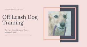 Maybe you would like to learn more about one of these? Off Leash Dog Training 5 Simple Tips From The Experts Dog Discipline Magic