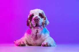 Image result for clumber španěl lov