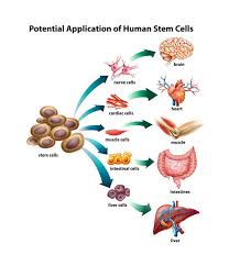 Maybe you would like to learn more about one of these? In Home Stem Cell Exosomes Iv Therapy Concierge Md