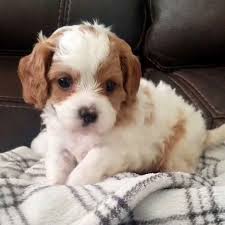 He will be between 7 and 12 pounds full grown. Teacup Cavapoo Puppies For Sale Micro Cavapoos Mini Cavapoo Puppies