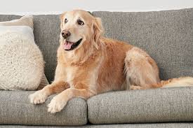 Linen store furniture cover, pet protector, micro su. Couch Upholstery Choices For Cat And Dog Owners