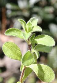 Image result for Cerastium glomeratum