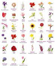 Flowers are the plant's reproductive structures. The Old Fashion Meaning Of Flowers With Pictures Flower Names Flower Meanings Valentines Flowers
