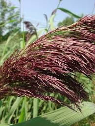 Image result for Phragmites mauritianus
