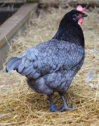 Birds Of A Feather Ac Odyssey Blue Bresse Are Good Egg Layers As Well As Delicious Table Birds For A Pest Free Nesting Environment Use Chrysa Pet Chickens Beautiful Chickens Chicken Breeds