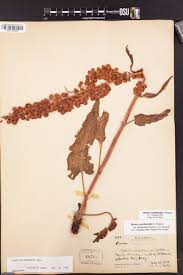 Image result for Rumex lanceolatus