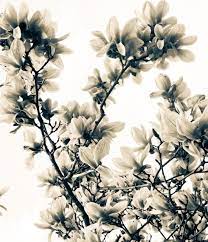 White Magnolia Whimsical Tattoos Tree Tattoo Designs Magnolia Trees