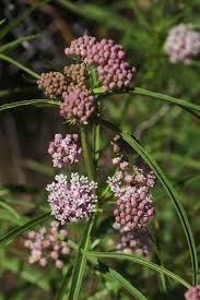 Image result for Asclepias