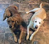 And of the puppies have short hair and have the long wavy hair like their mom (golden retriever). Golden Retriever Wikipedia