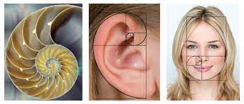 Golden Ratio In Logo Design Golden Ratio Logo Design Golden Ratio Logo Design