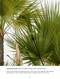 Image result for Acoelorrhaphe wrightii