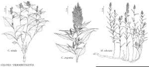 Image result for Hermbstaedtia