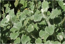 Image result for Helichrysum mechowianum