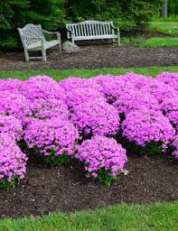 Perennials From Chicagoland Grows Forever Pink Phlox Perennials Perennial Garden Invasive Plants
