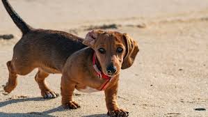 De hondenbelasting wordt duurder naarmate u meer honden hebt. 0trqtxgpktvyem