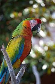 The scientific name is the shamrock macaw is a first generation bird. Pin On 3