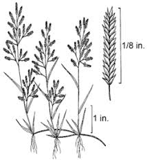 Image result for Eragrostis macrochlamys