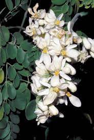 Tree Of Life Malunggay Moringa Oleifera 10 Seeds Moringa Tree Tree Seeds Miracle Tree