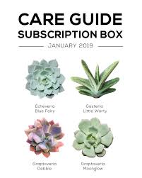 Succulents Box January 2019 Care Guide Echeveria Succulents Succulent Garden Diy