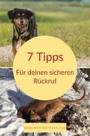 Pin Auf The Dog