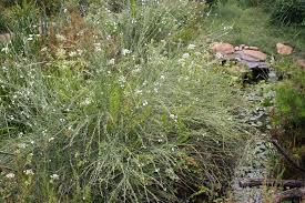 Image result for Gomphostigma