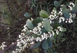 Image result for Flueggea virosa