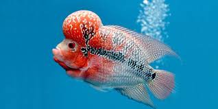  Colourful Freshwater Fish Flowerhorn Cichlid Freshwater Fish Cute Fish Fish