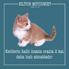Sirin Dostlarimiz Kediler Hakkinda 25 Ilginc Bilgi