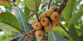 Image result for Ficus saussureana
