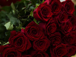 Find beautiful pictures of roses from our collection of beautiful rose flowers gallery to. Download 1152x864 Wallpaper Beautiful Flowers Red Roses Standard 4 3 Fullscreen 1152x864 Hd Image Background 2308