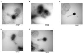 Image result for Rhizobium radiobacter, syn. Agrobacterium tumefaciens