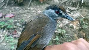 Ten inches high and weighing more than two and a half pounds, this is a book you'd think twice about carrying around. This Bird Wasn T Seen For 170 Years Then It Appeared In An Indonesian Forest The New York Times
