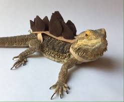 Black Bearded Dragon For Sale Uk Stegosaurus Bearded Dragon Lizard Costume Bearded Dragon Bearded Dragon Care Bearded Dragon Costumes