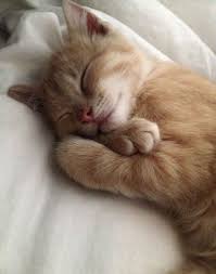 Autumn Brings An End To Daylight Saving Time And As We Humans Happily Fall Back To Gain An Extra Ho Cute Kittens Sevimli Hayvan Yavrulari Kedileri Seviyorum