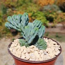 Image result for Myrtillocactus