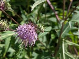 アザミ 薊 の花言葉 花が咲く時期や見頃の季節 種類は Horti ホルティ By Greensnap