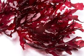 Image result for Droogmansia