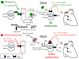 Image result for Prazosin