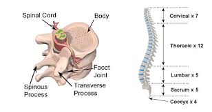 It is the surface of the body opposite from the chest. Anatomy Of The Spine Teachpe Com