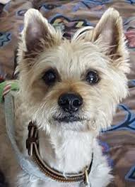 Col Potter Cairn Rescue Network In 2020 Cairn Terrier Cartoon Dog Cairn