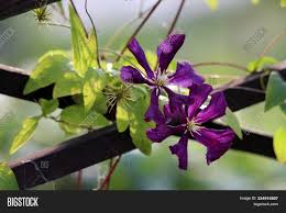 Plant with purple flowers and dark green leaves. Clematis Leather Image Photo Free Trial Bigstock