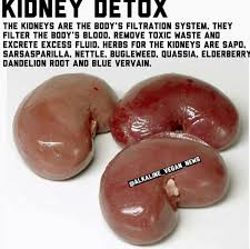 Detox Your Kidneys Yes They Look Like Beans And The Beans Are Also Great Food For The Kidneys Kidn Natural Liver Detox Liver Detox Detox Drinks Smoothies