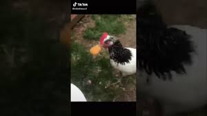 Most cannoli eaten in 30 seconds. Chicken Eats Chicken Nugget Youtube