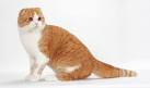 Scottish Fold - Wikipedia