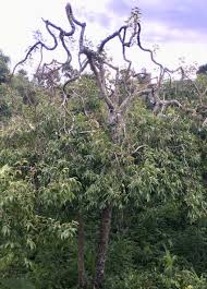 Image result for Catha