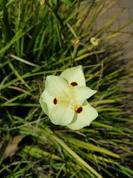 Image result for Dietes flavida