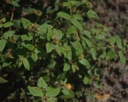 Image result for Euphorbia ophthalmica